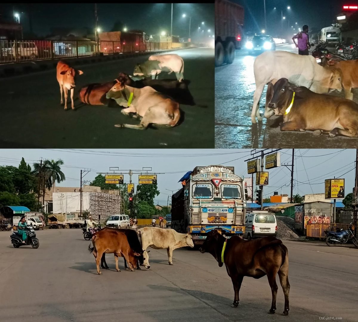 रेडियम चमक रहा, व्यवस्था सो रही! सड़कों पर मवेशियों का डेरा, हादसे के साए में मेरा शहर